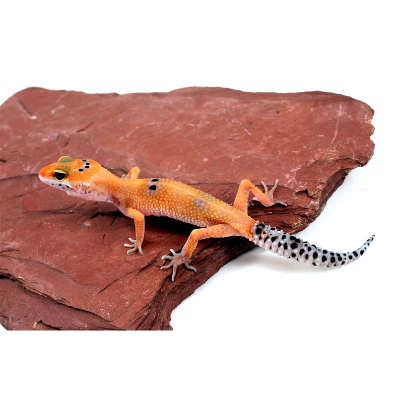 Clown Leopard Gecko