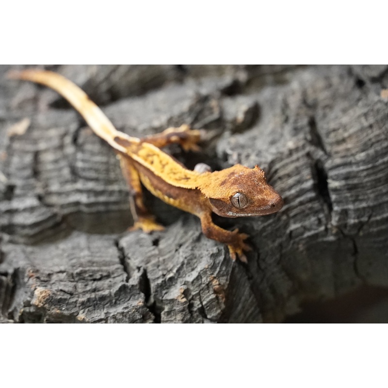 Crested gecko 25-5-2
