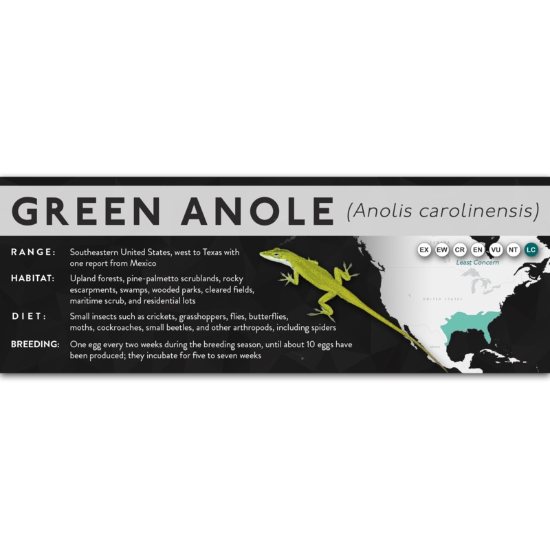 Green Anole (Anolis carolinensis) – X Label Laminated Paper