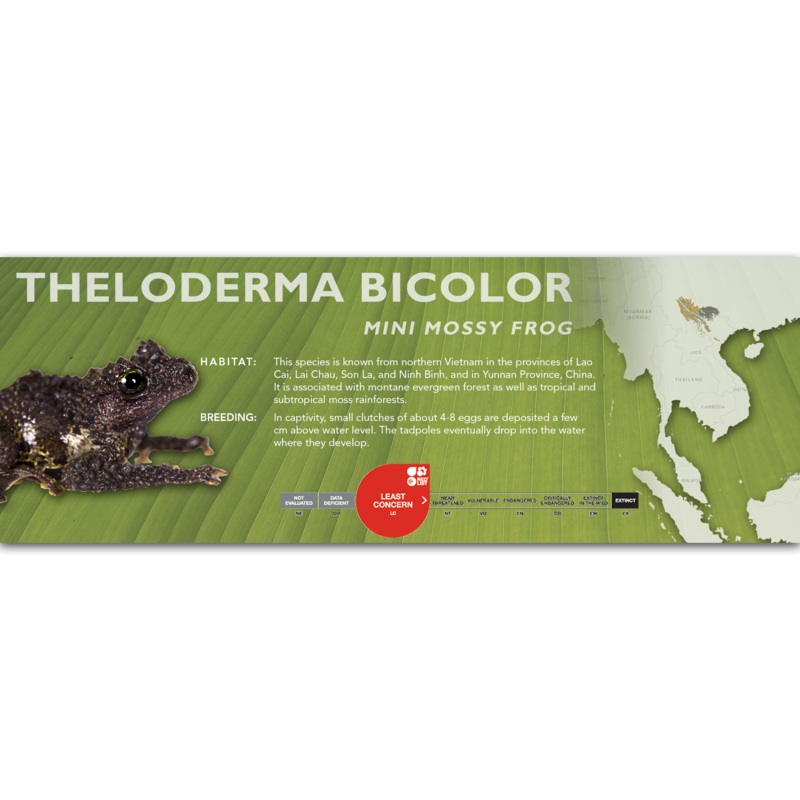Mini Mossy Frog (Theloderma bicolor) – Classic Vivarium Label