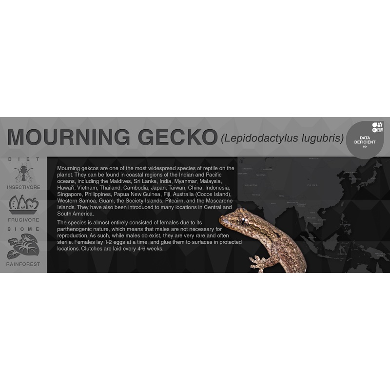Mourning Gecko (Lepidodactylus lugubris) – Black Series Vivarium Label Black