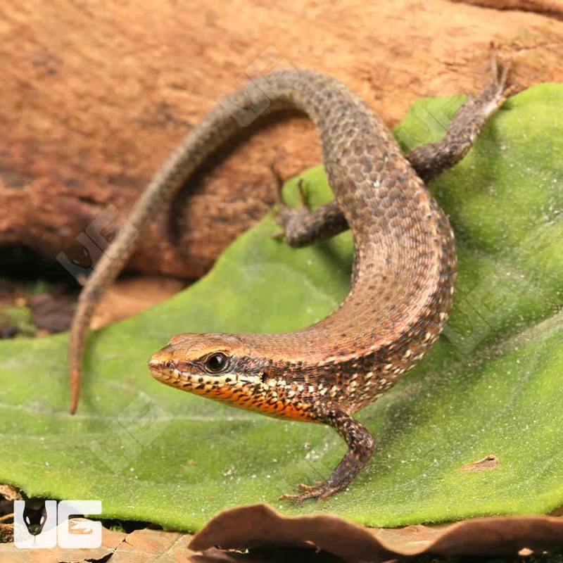 Orange Throated Skinks For Sale