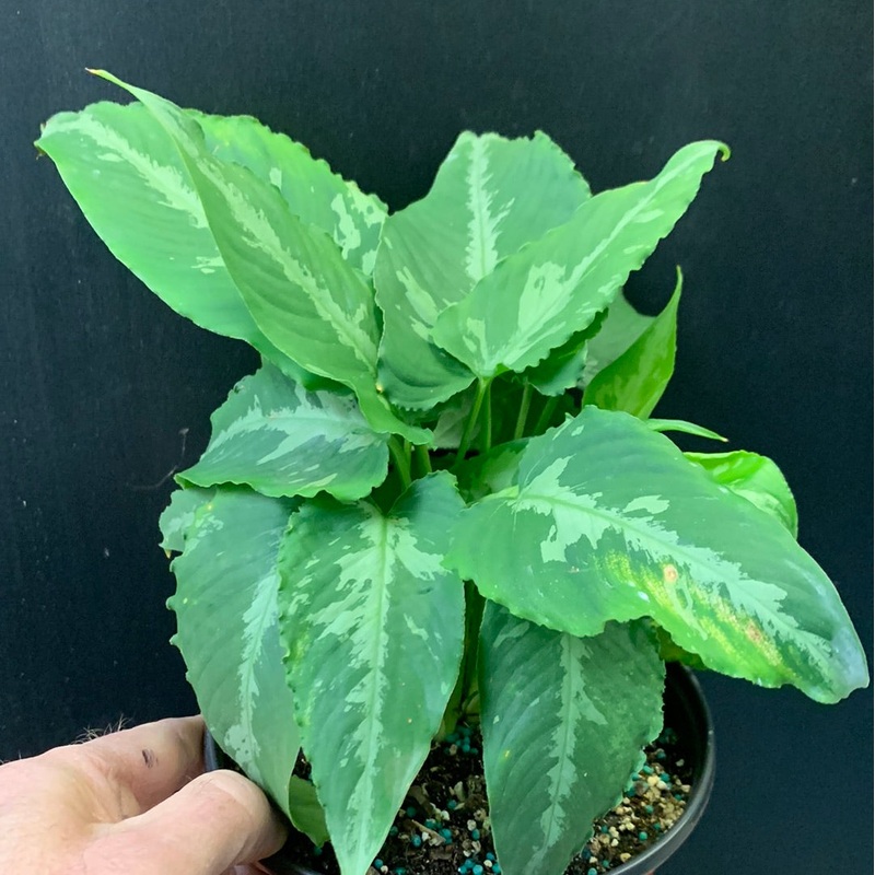 Schismatoglottis scortechinni
