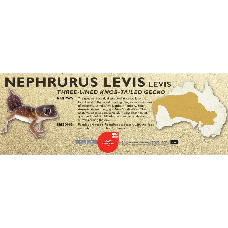 Three-lined Knob-Tailed Gecko (Nephrurus levis) Classic Vivarium Label Levis