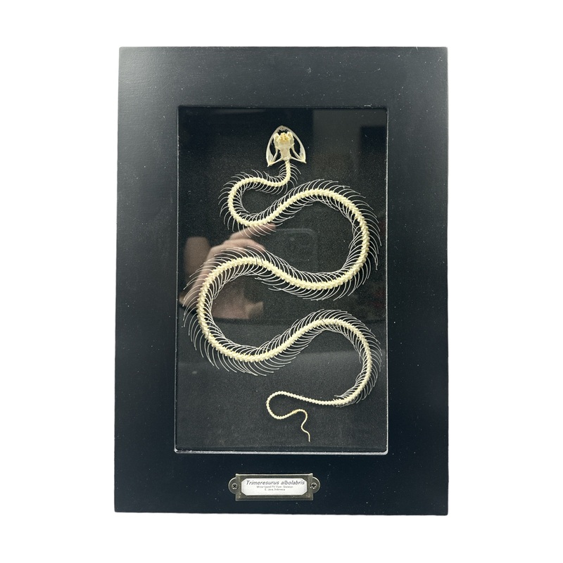 White-Lipped Pit Viper – Skeleton (Trimeresurus albolabris) Framed 9×12″ Frame (Glass Measurement)