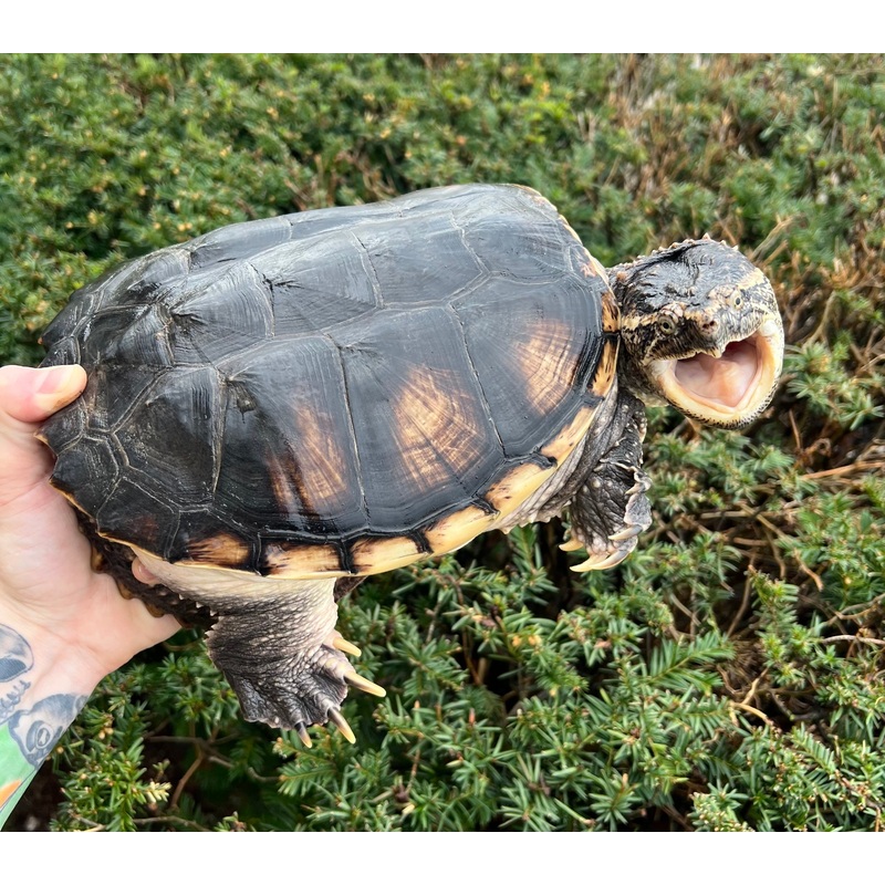 10 Snapping Turtle