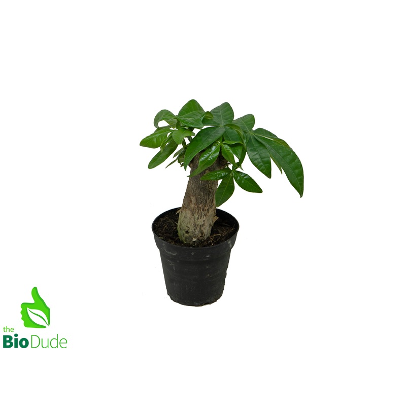 4″ Pot Fortune Money Tree – Pachira
