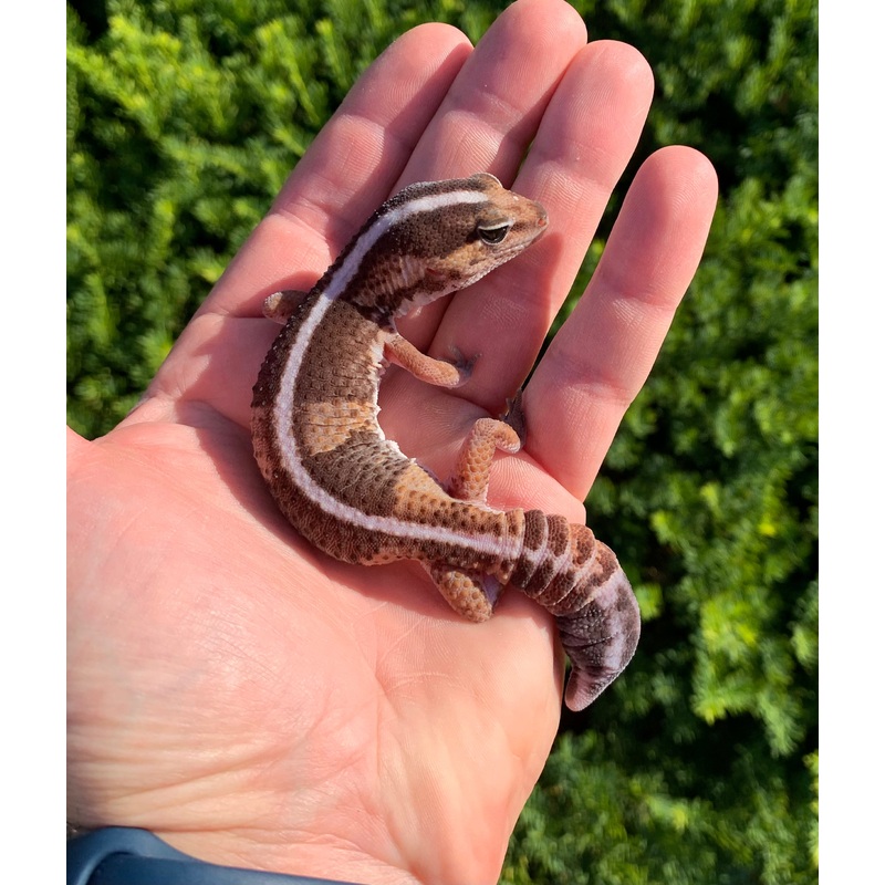 Adult African Fat-Tail Gecko