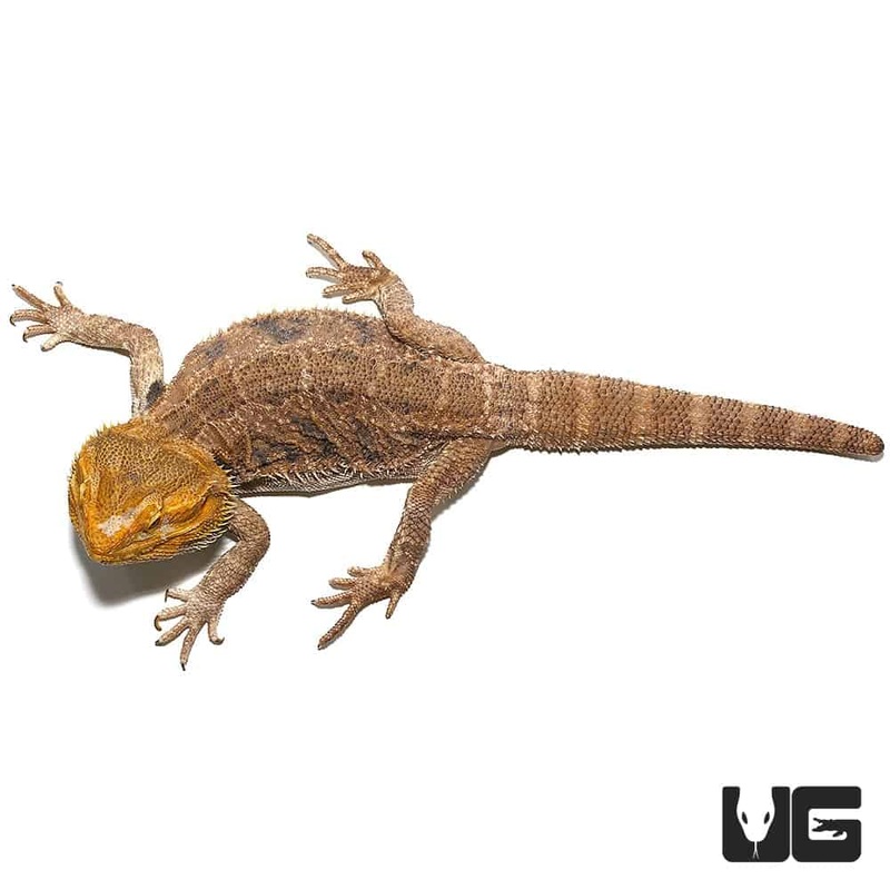 Adult Citrus Blue Bar Bearded Dragon (Pogona vitticeps) For Sale