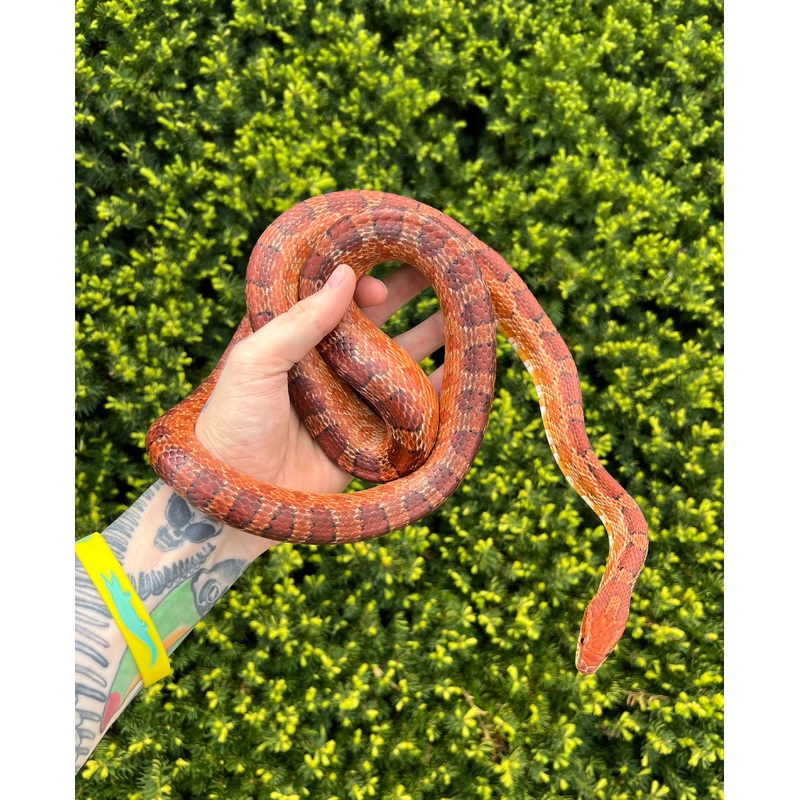 Adult Corn Snake (Male 3)