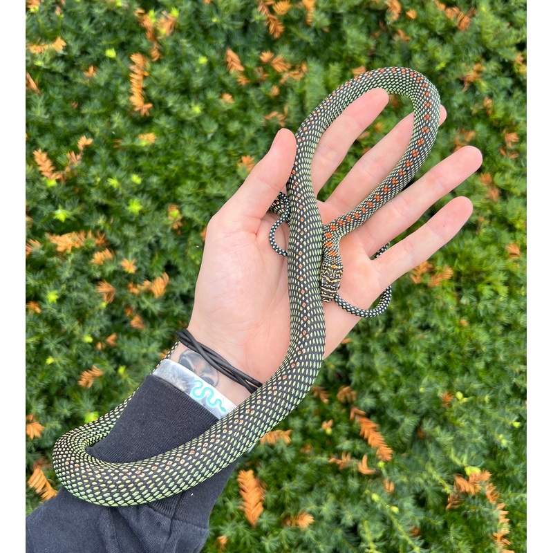 Adult Paradise Flying Snake (Female)