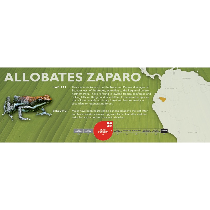 Allobates zaparo – Classic Vivarium Label