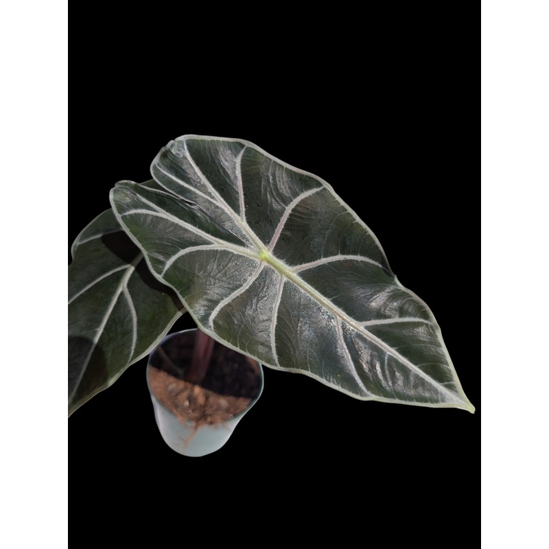 Alocasia Watsoniana Red Vein 4″ Pot