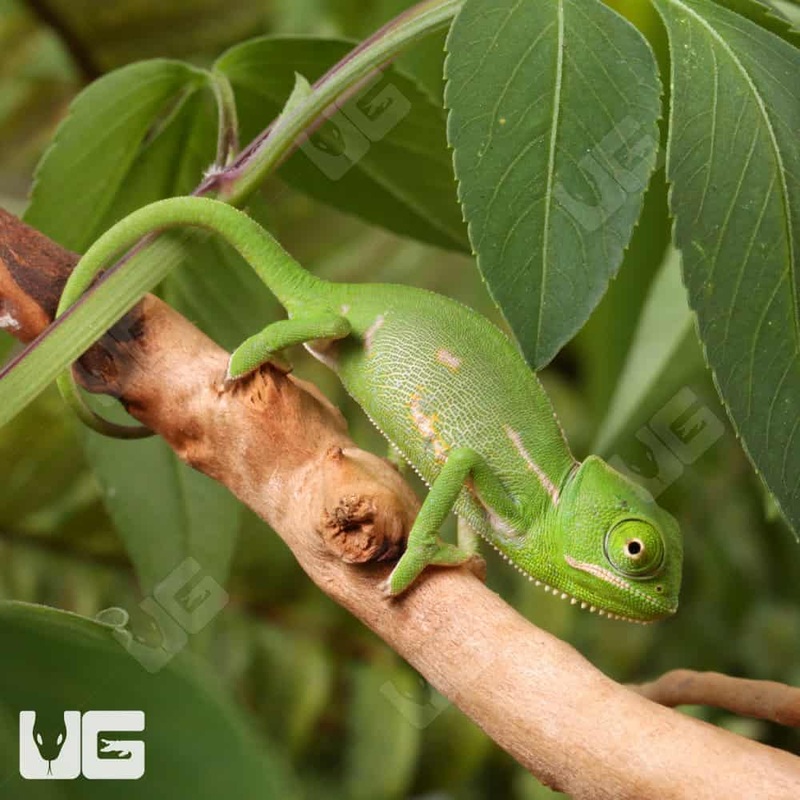 Baby Veiled Chameleons For Sale