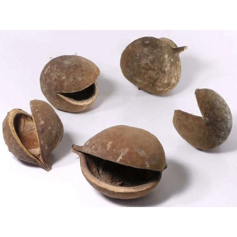 Buddha Nut (8-12cm)