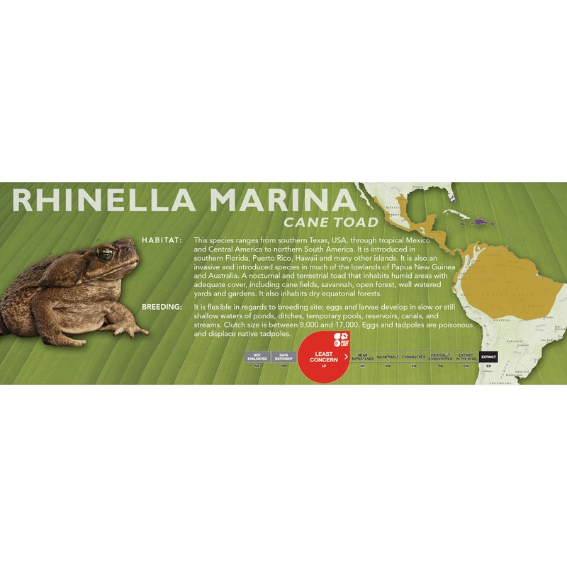 Cane Toad (Rhinella marina) – Classic Vivarium Label