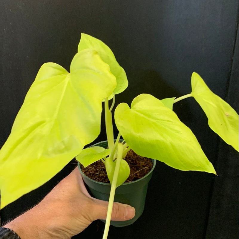 Philodendron Warscewiczii Aurea