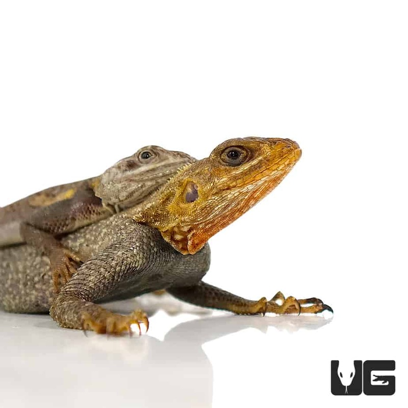 Red Headed Agamas For Sale