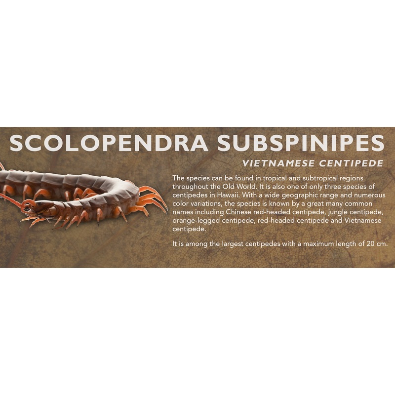Scolopendra subspinipes – Vietnamese Centipede Label Standard Size 7″ x 2.5″