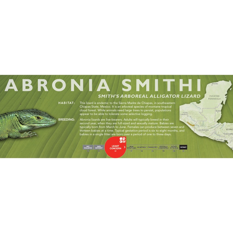 Smith’s Arboreal Alligator Lizard (Abronia smithi) Classic Vivarium Label