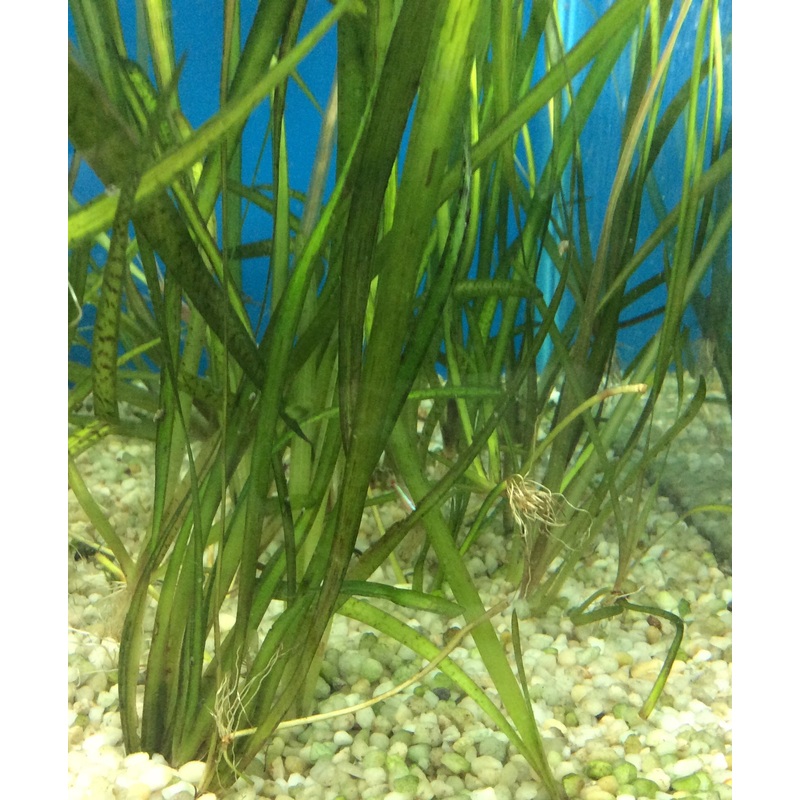 Vallisneria sp. (Jungle Val)