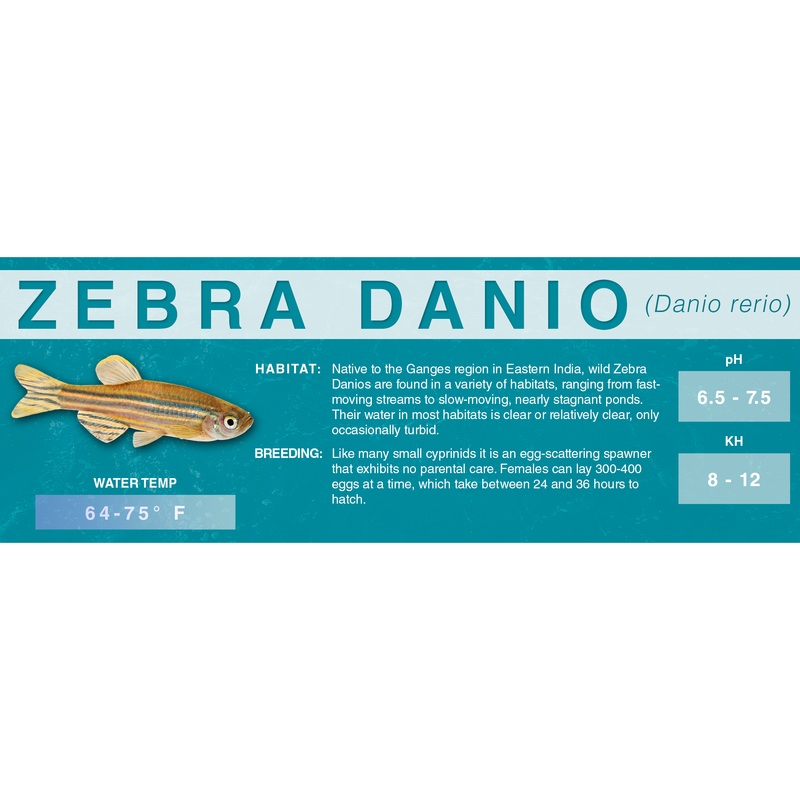 Zebra Danio (Danio rerio) – Classic Aquarium Label Standard Size (7″x 2.5″) Normal