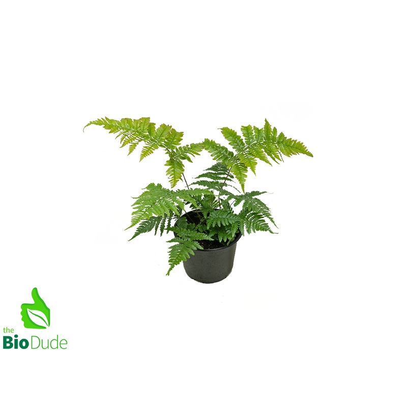 6″ Pot Autumn Fern