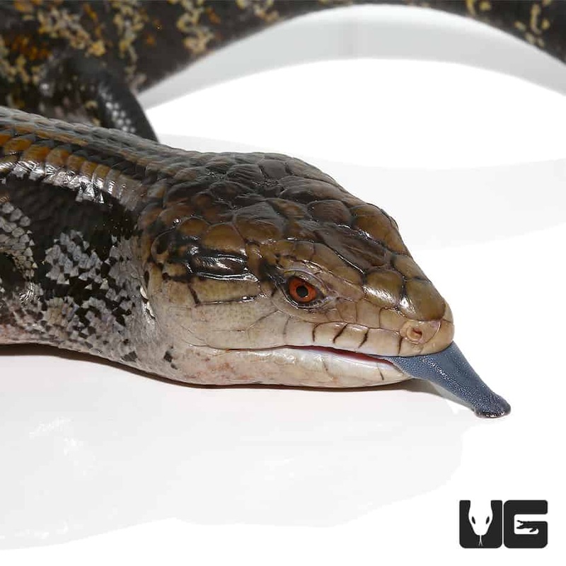 Adult Aru Blue Tongue Skinks (Tiliqua gigas)For Sale