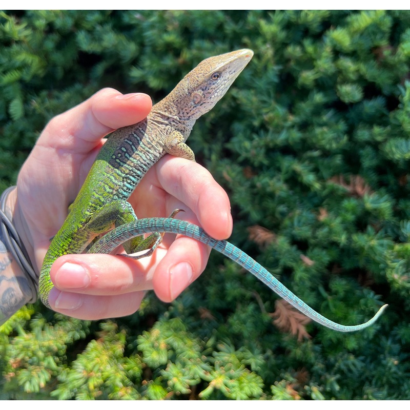 Adult Giant Ameiva Lizard Female