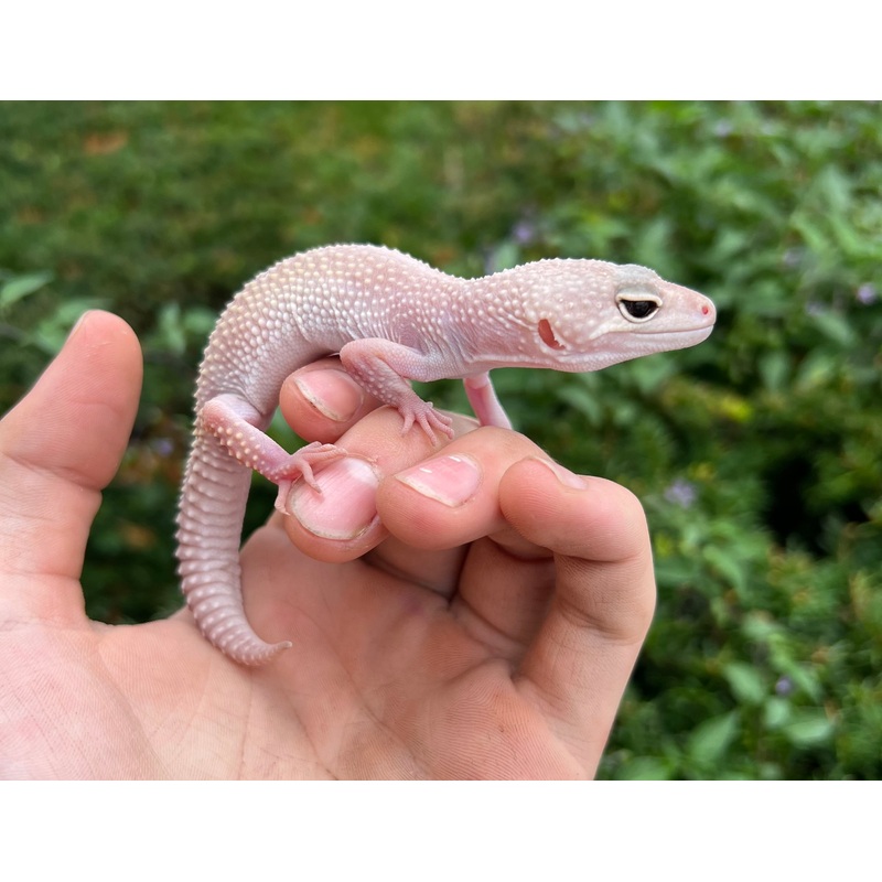 Adult Leopard Gecko (Female 2)