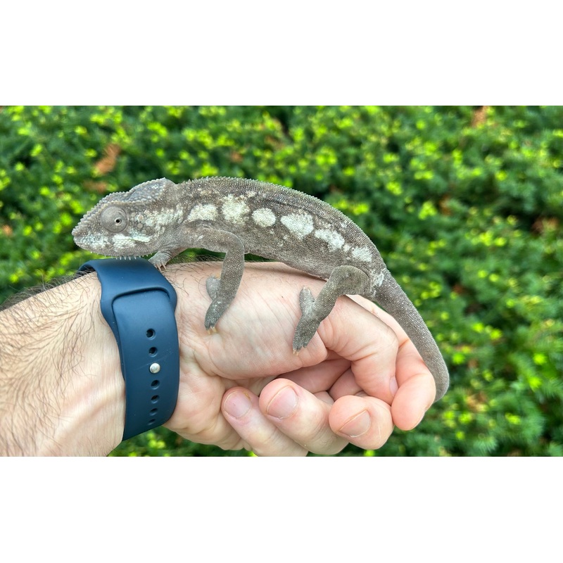 Adult Panther Chameleon (Female)