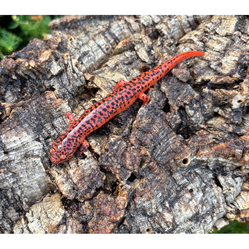 Adult Red Ruber Salamander