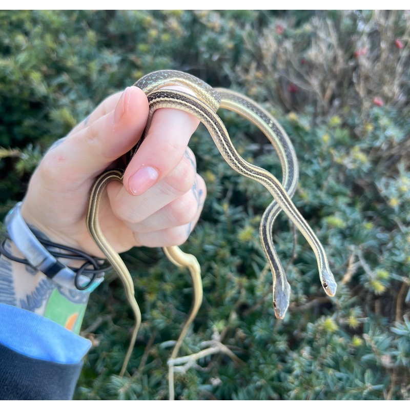 Adult Ribbon Snake