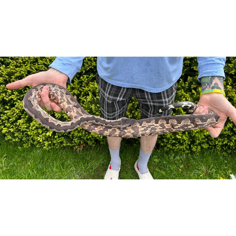 Adult Solomon Island Ground Boa (Poss. Gravid Female 5)