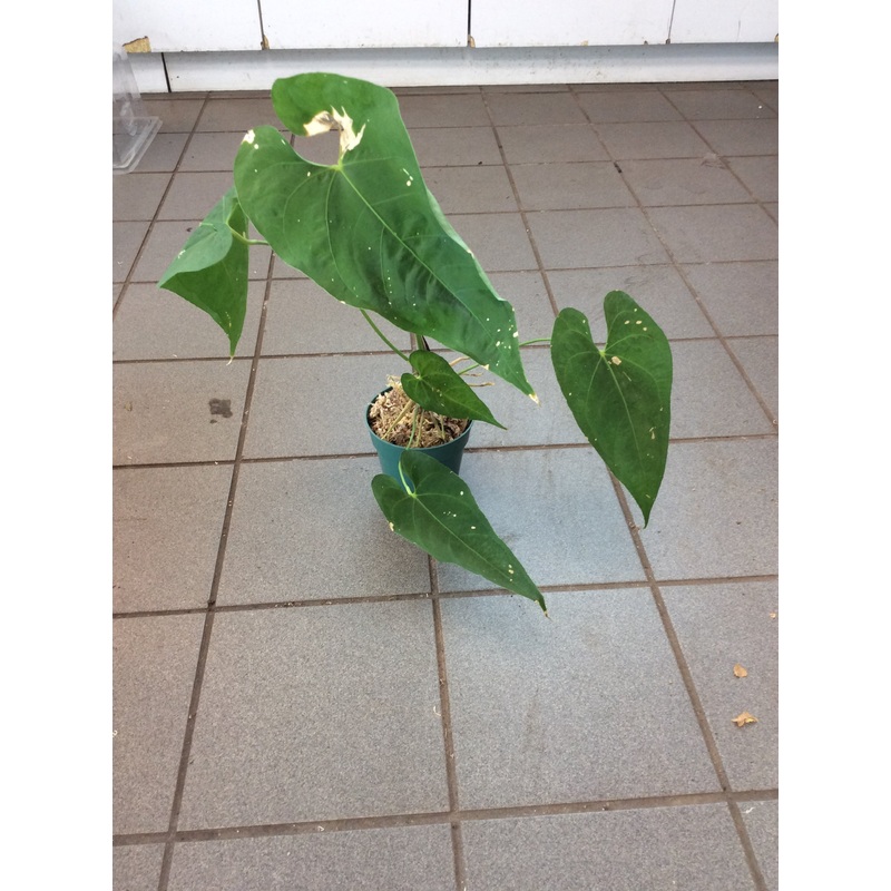 Anthurium rotundistigmatum