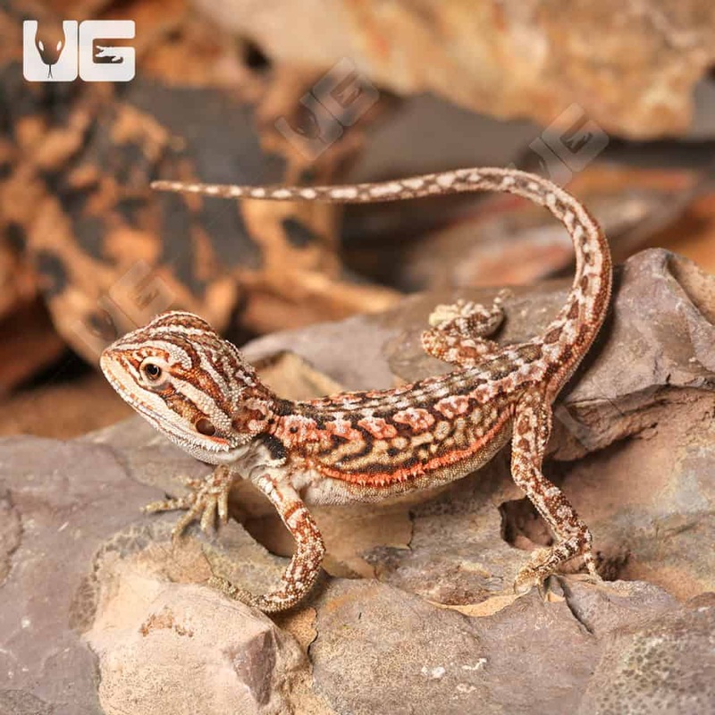 Baby Inferno Leatherback Dunner Bearded Dragons for sale