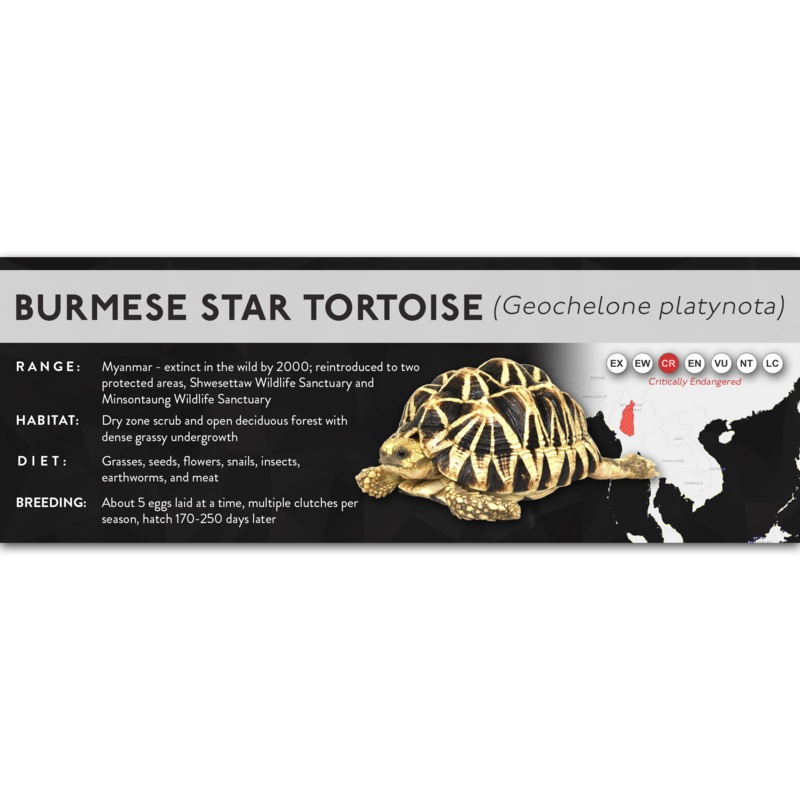 Burmese Star Tortoise (Geochelone platynota) – X Label Laminated Paper