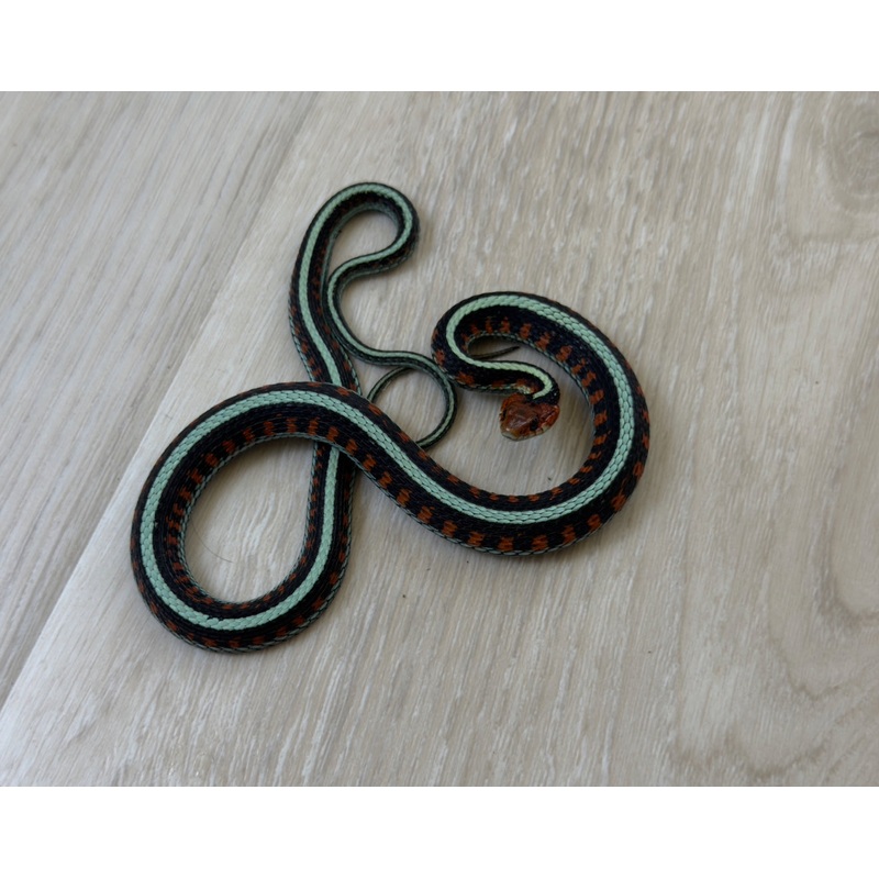 California Red Sided Garter Snake