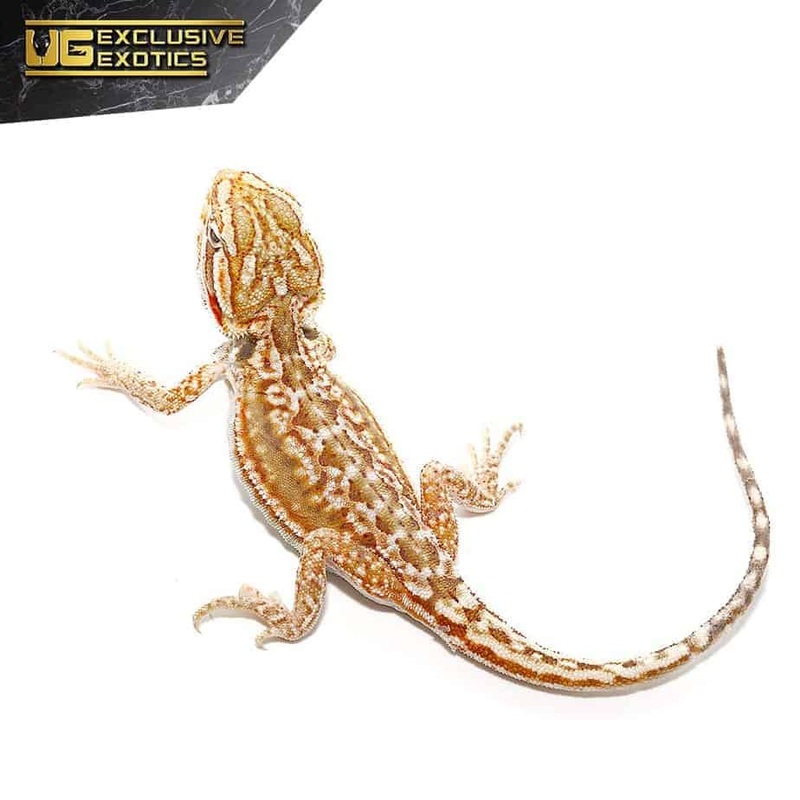 Cinnamon Dunner Leatherback Bearded Dragons For Sale