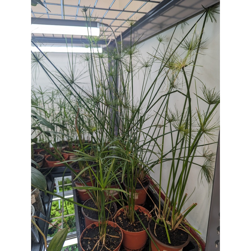 Cyperus papyrus 4″ pot