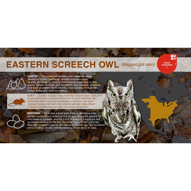 Eastern Screech Owl (Megascops asio) – Aluminum Sign No SmartShield