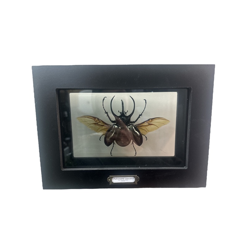 Giant Rhino Beetle – Wings Open (Argema mittrei) – 5×9″ Double Sided Frame
