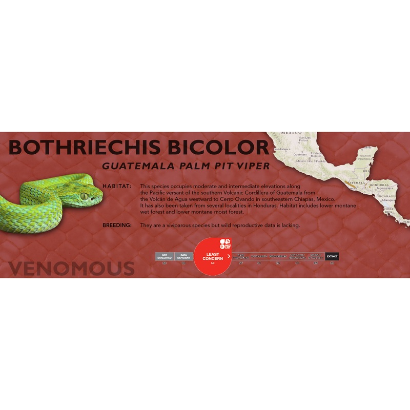 Guatemala Palm Pit Viper (Bothriechis bicolor) Classic Vivarium Label Original
