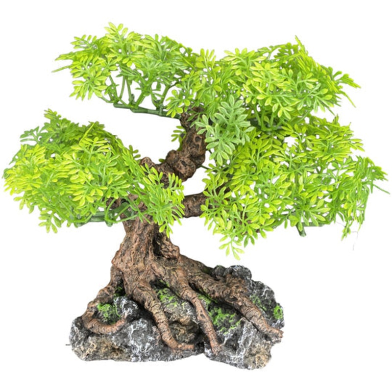 Komodo Bonsai Tree Small 7″x 7″