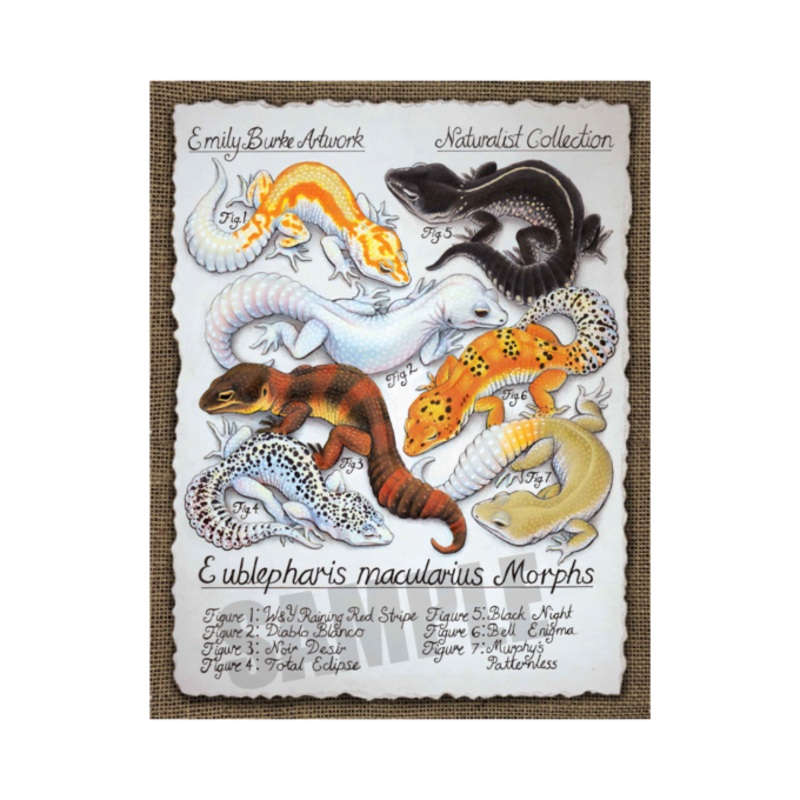 Leopard Gecko Morph Chart Print – Emily Burke