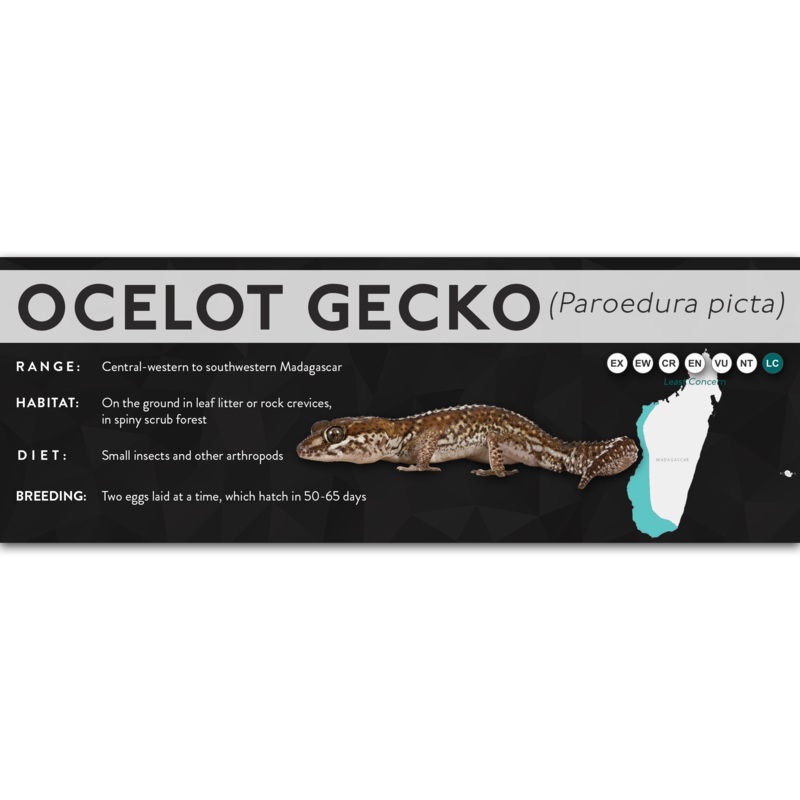 Ocelot Gecko (Paroedura picta) – X Label Laminated Paper