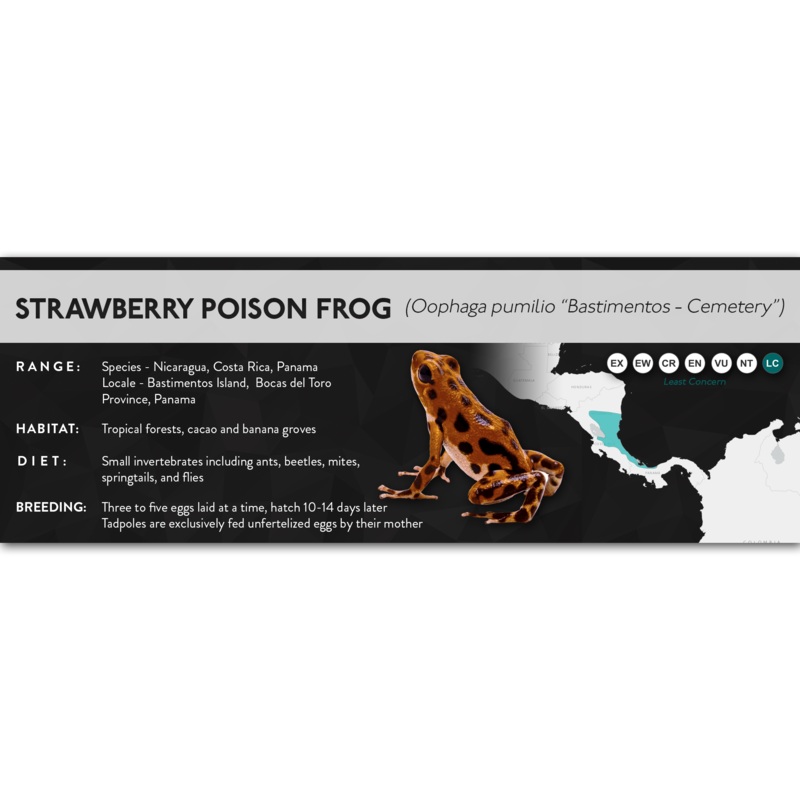 Strawberry Poison Frog (Oophaga pumilio) – X Label Aguacate Laminated Paper