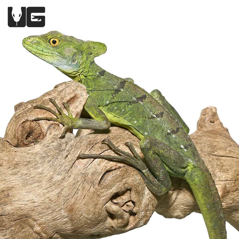 Yearling Green Basilisks For Sale