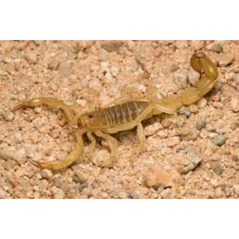 Yellow Devil Scorpion