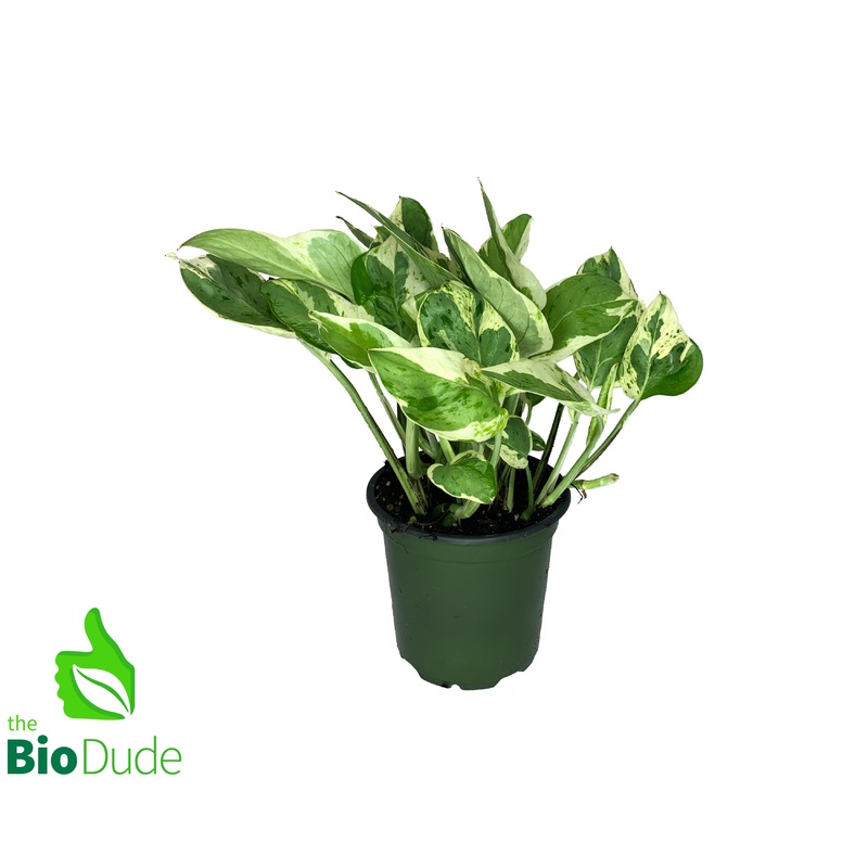 4″ Pot Pearls & Jade Pothos